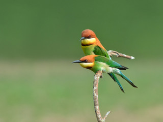 Bird (Chestnut-headed Bee-eaters) , Thailand