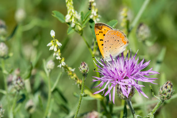 Purplish Copper