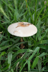 Amanita phalloides, death cap mushroom and green background