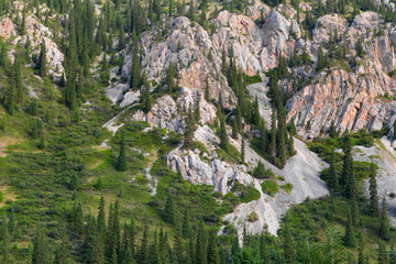 Pine trees grow on the mountain