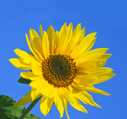 Naklejka premium Sunflower :)