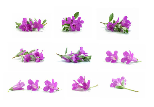 Fototapeta Group of purple flower isolated on white background