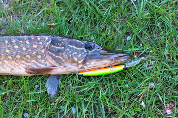 pike caught on bait
