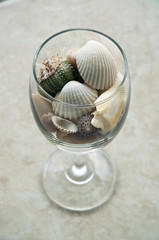 Seashells in the glass on the table
