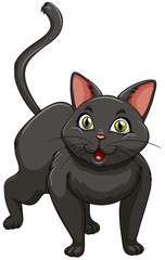 Black cat standing alone