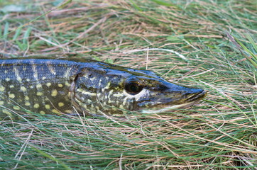 pike head on the grass