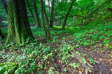 Beautiful summertime green forest near river Wadag