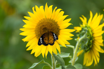 向日葵と褄黒豹紋蝶