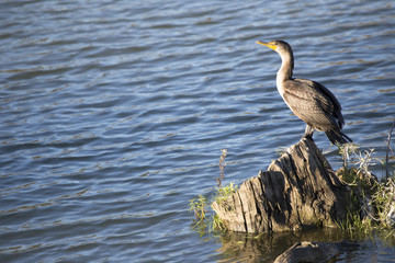 Bird - Double-crested Cormorant