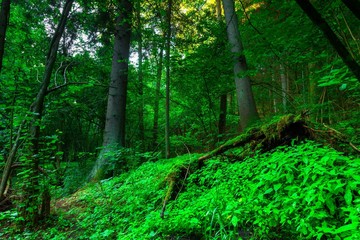 Fototapeta premium Beautiful summertime green forest near river Wadag
