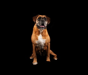 Boxer en studio sur fond noir