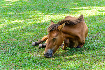 Broken leg horse eating grass in a farm