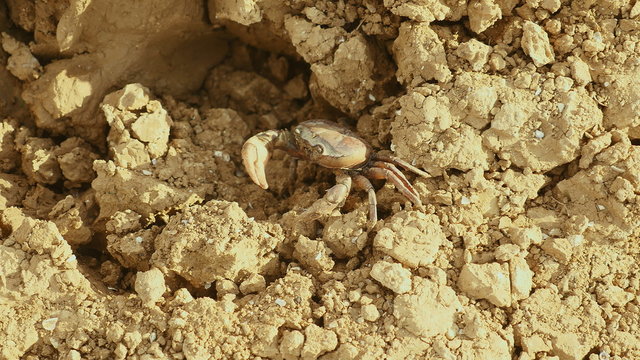 Crab moving carefully on the riverbank and using claw to defend itself