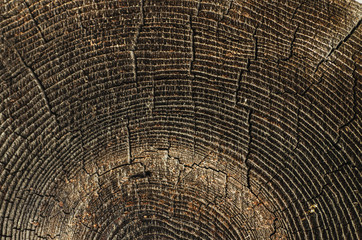 Fototapeta premium Old tree texture