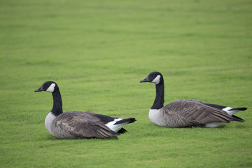 Canada Geese