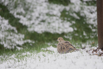 Bird in Snow - Mourning Dove