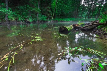 Beautiful wild river in summertime green forest