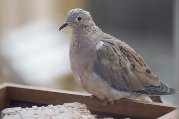 Bird on Feeder - Mourning Dove