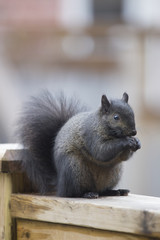 Black Squirrel