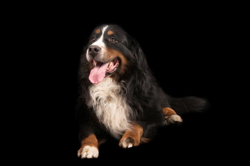 Bouvier Bernois en studio sur fond noir