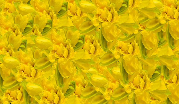Yellow daffodils (narcissus) flowers, close up, colored background