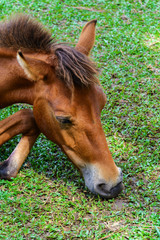 Fototapeta premium Broken leg horse eating grass in a farm