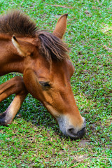 Broken leg horse eating grass in a farm