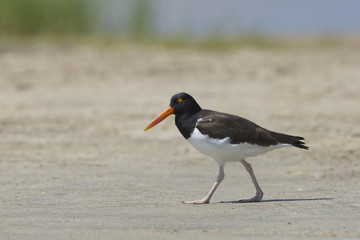 American Oystercatcher walking on a sandy beach