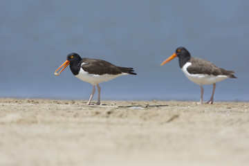 Pair of American Oystercatchers on a Beach