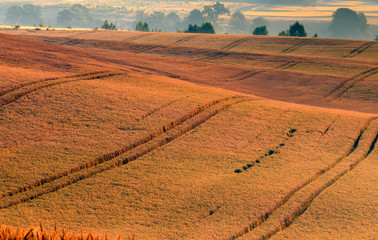 Łany Zboża © Wojciech Lisiński