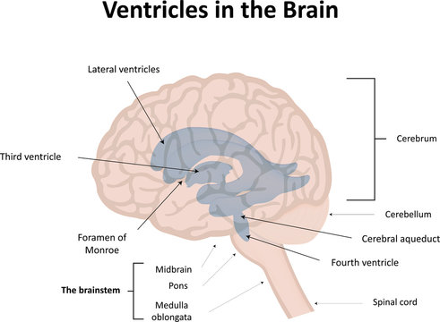 Ventricular System of the Brain With Labels
