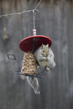 Squirrel on Bird Feeder