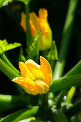 Zwei gelbe Zuchiniblüten - Sonnengelbe Blüten einer Zuchini