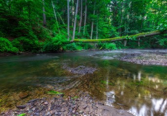 Obraz premium Beautiful wild river in summertime green forest