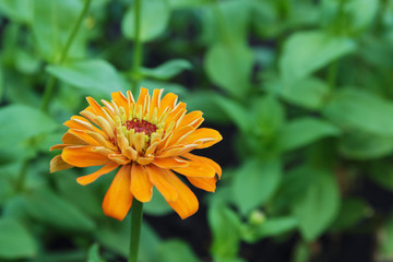 Yellow zinnia flowers
