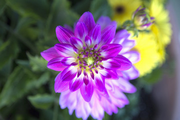 Fototapeta premium Dahlia