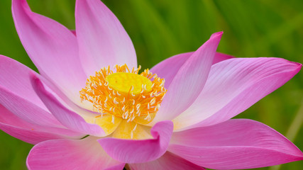 Fototapeta premium Lotus flower