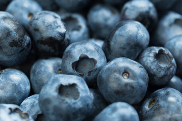 Harvest of blueberry