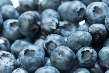 Harvest of blueberry