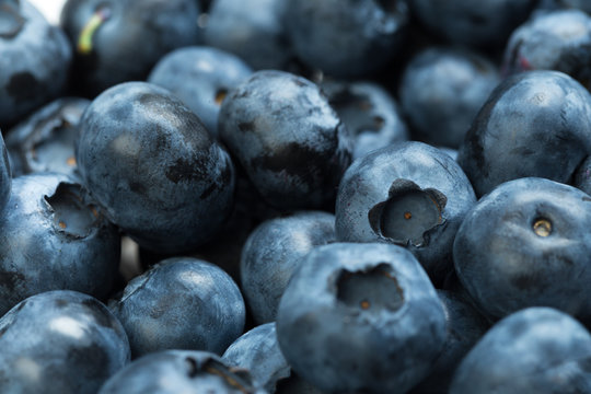 Harvest of blueberry