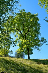 arbre solitaire campagne revermont