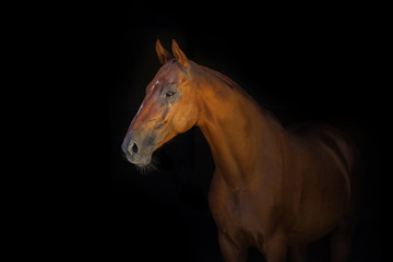 Portrait of beautiful red horse isoletad on black background