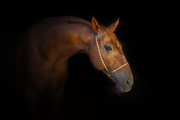 Fototapeta na wymiar Portrait of beautiful red horse in halter isoletad on black background