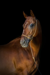 Portrait of beautiful red horse in halter isoletad on black background