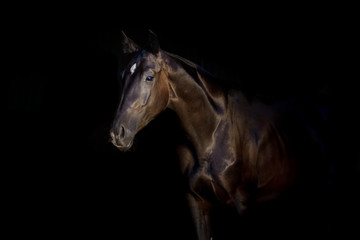 Fototapeta na wymiar Black stallion portrait isolated on black background