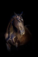 Black stallion portrait isolated on black background