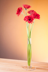 Gerbera in a glass vase