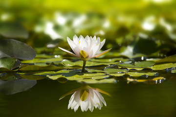 White waterlily in nature pond.