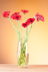 Gerbera in a glass vase