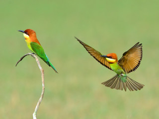 Bird (Chestnut-headed Bee-eaters) , Thailand